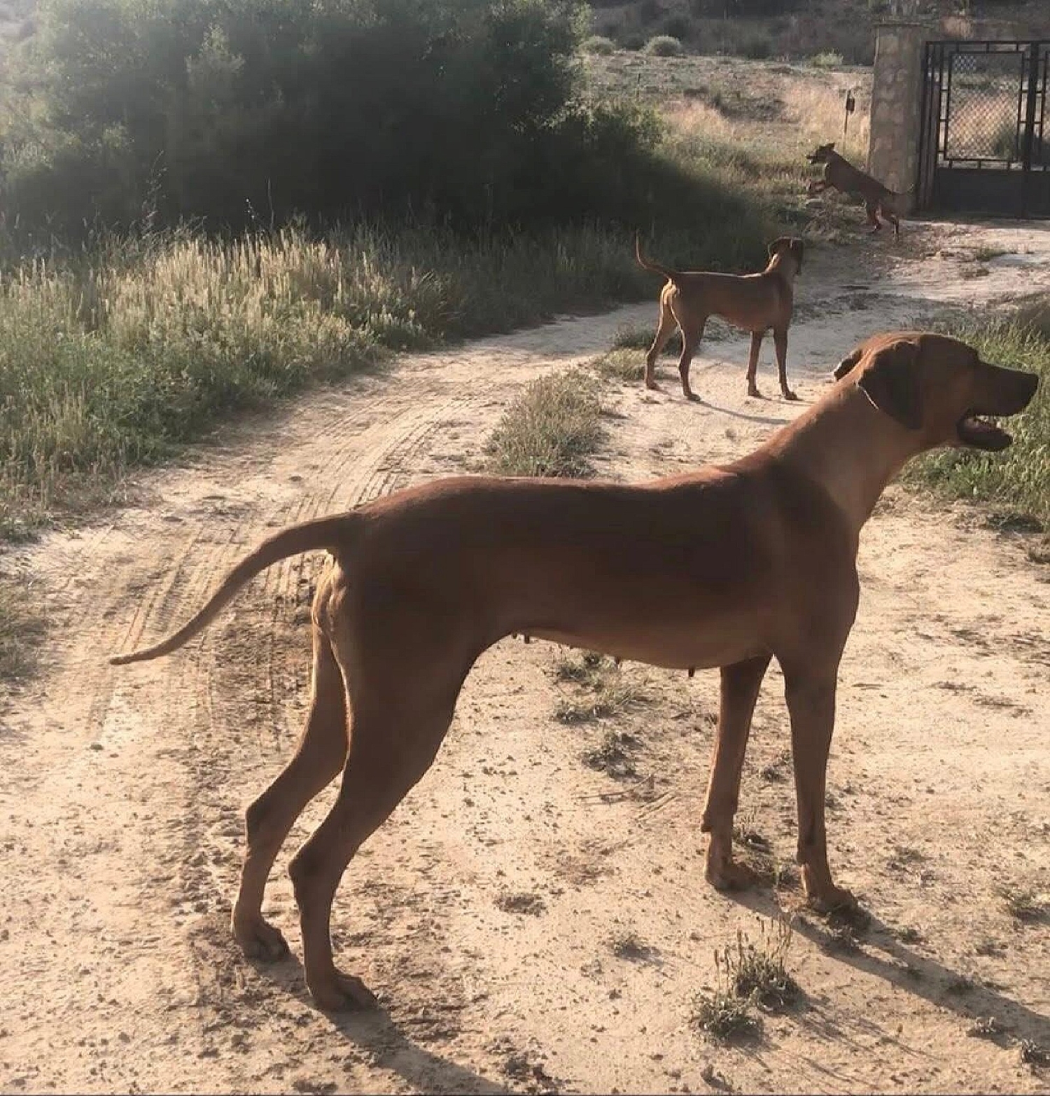  en venta finca rústica Almansa Monte Ibérico Almansa 28