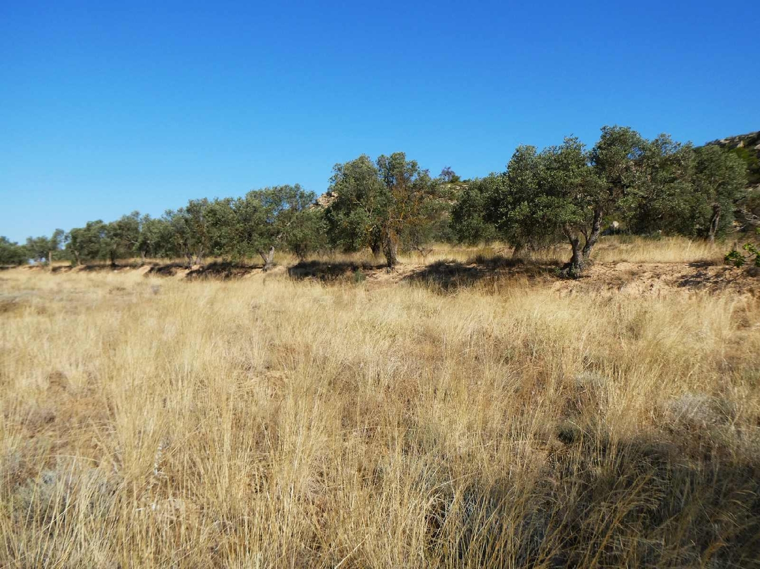  kaufen Landhaus Caspe Bajo Aragón-Caspe 7