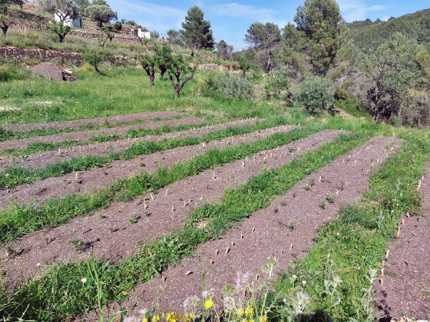 en venta finca rústica Jalón Marina Alta 3