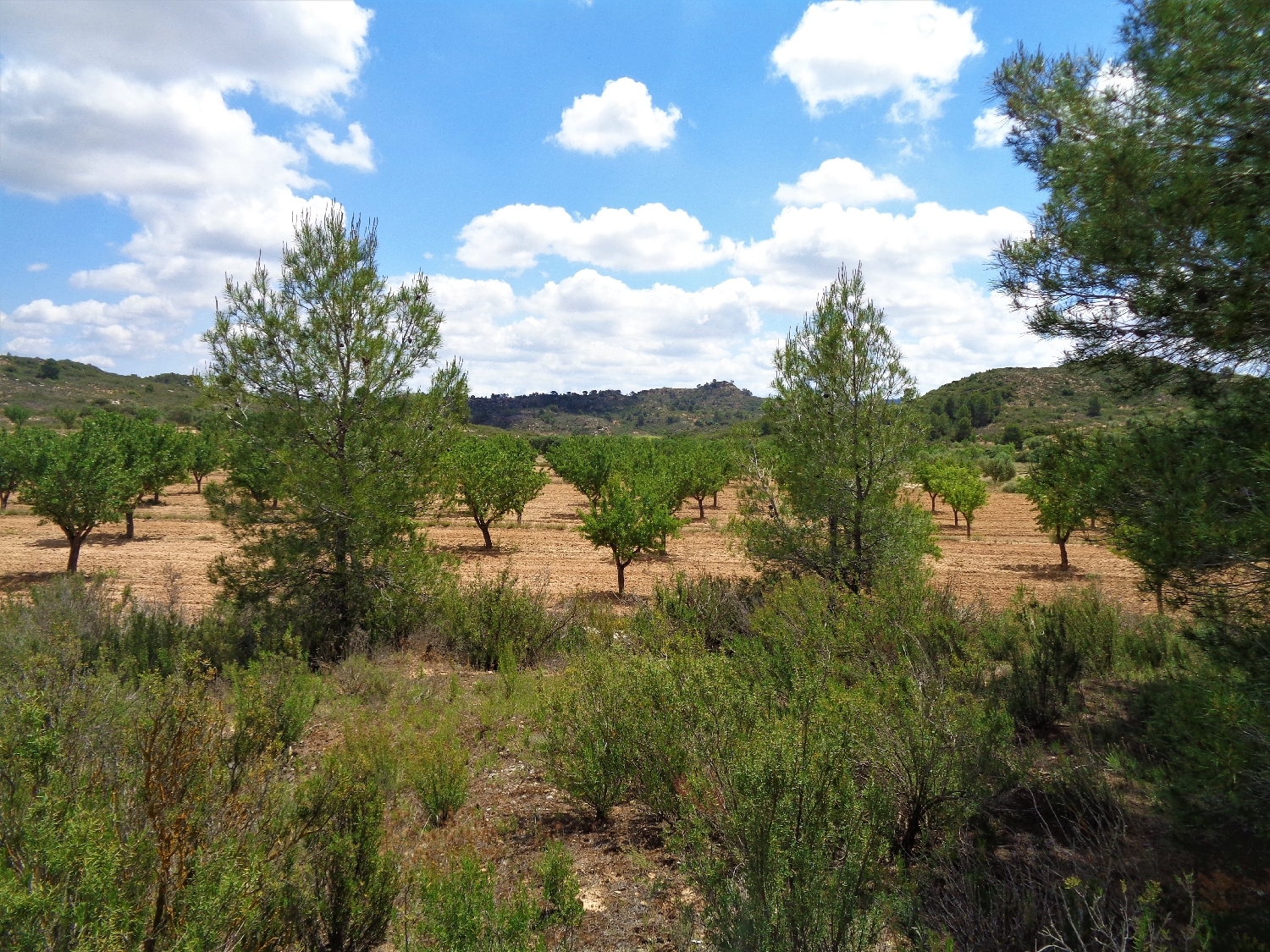  en venta finca rústica Maella Bajo Aragón-Caspe 12