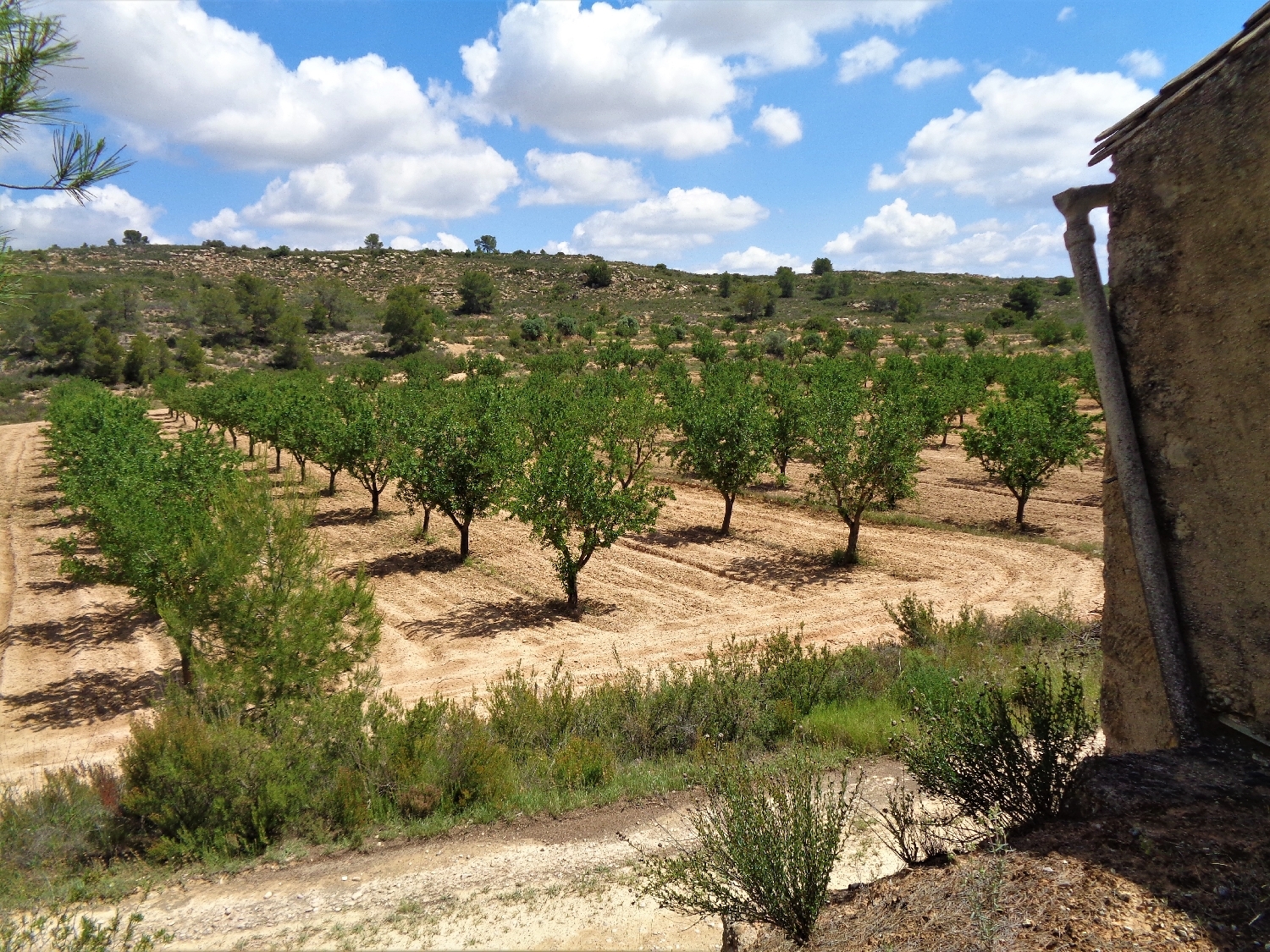  en venta finca rústica Maella Bajo Aragón-Caspe 4
