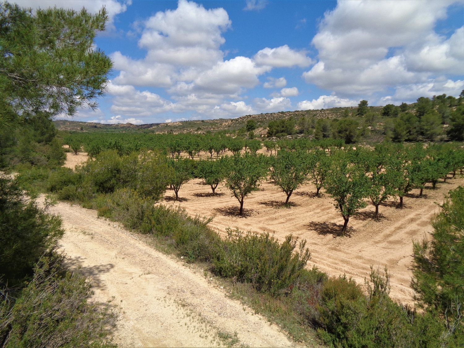  en venta finca rústica Maella Bajo Aragón-Caspe 5
