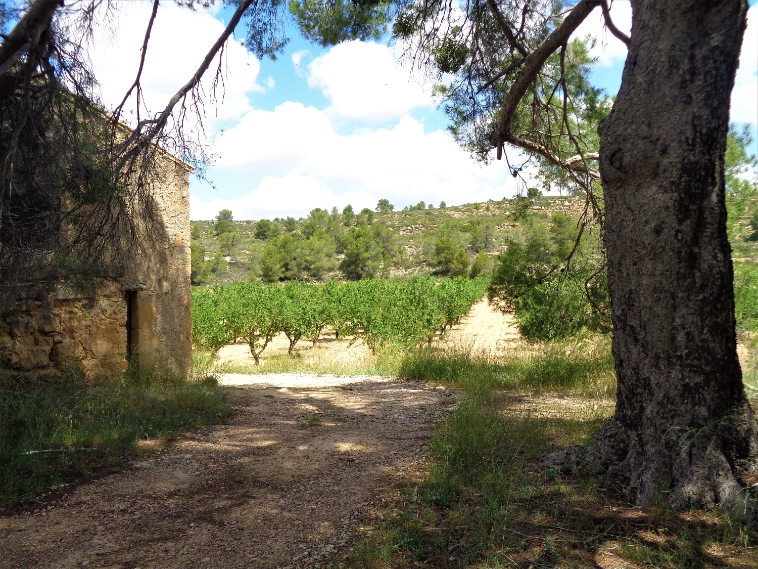  en venta finca rústica Maella Bajo Aragón-Caspe 15