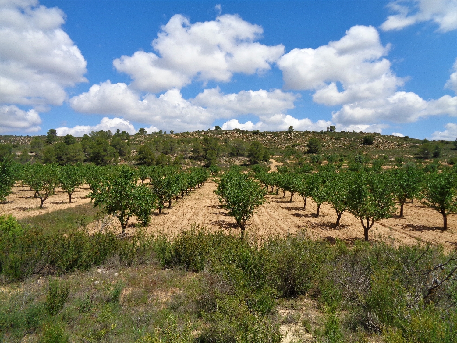  en venta finca rústica Maella Bajo Aragón-Caspe 13