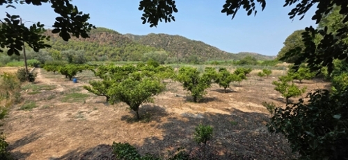 Miravet Ribera D''ebre finca rústica foto 6292590