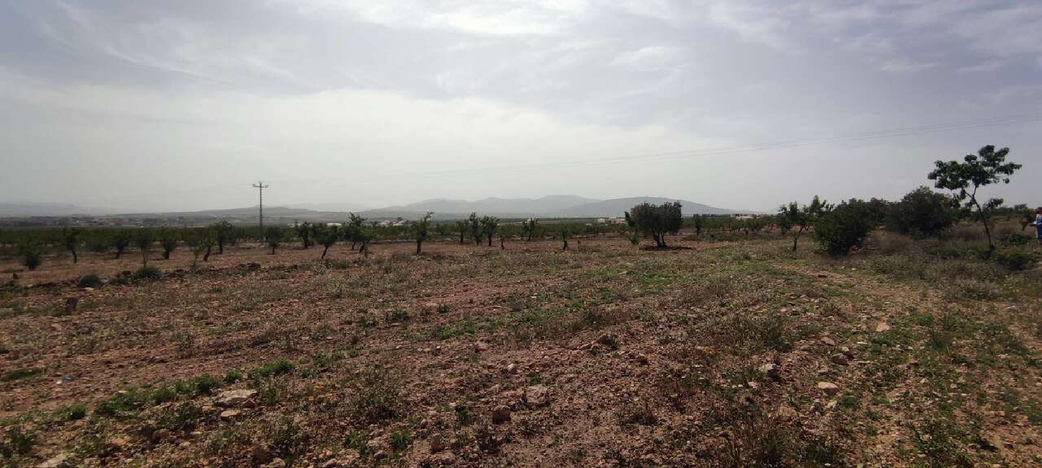  te koop boerderij Pinoso Vinalopó Mitjà 17