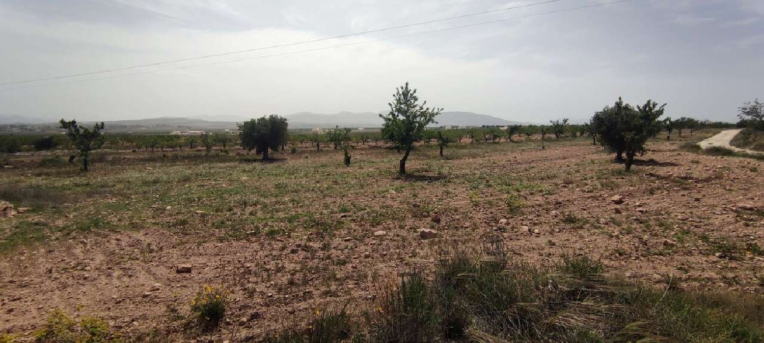  te koop boerderij Pinoso Vinalopó Mitjà 10