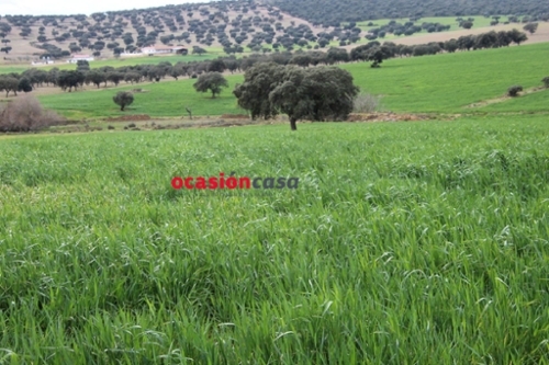 Pueblonuevo Del Guadiana Badajoz hus på landet foto 6288000