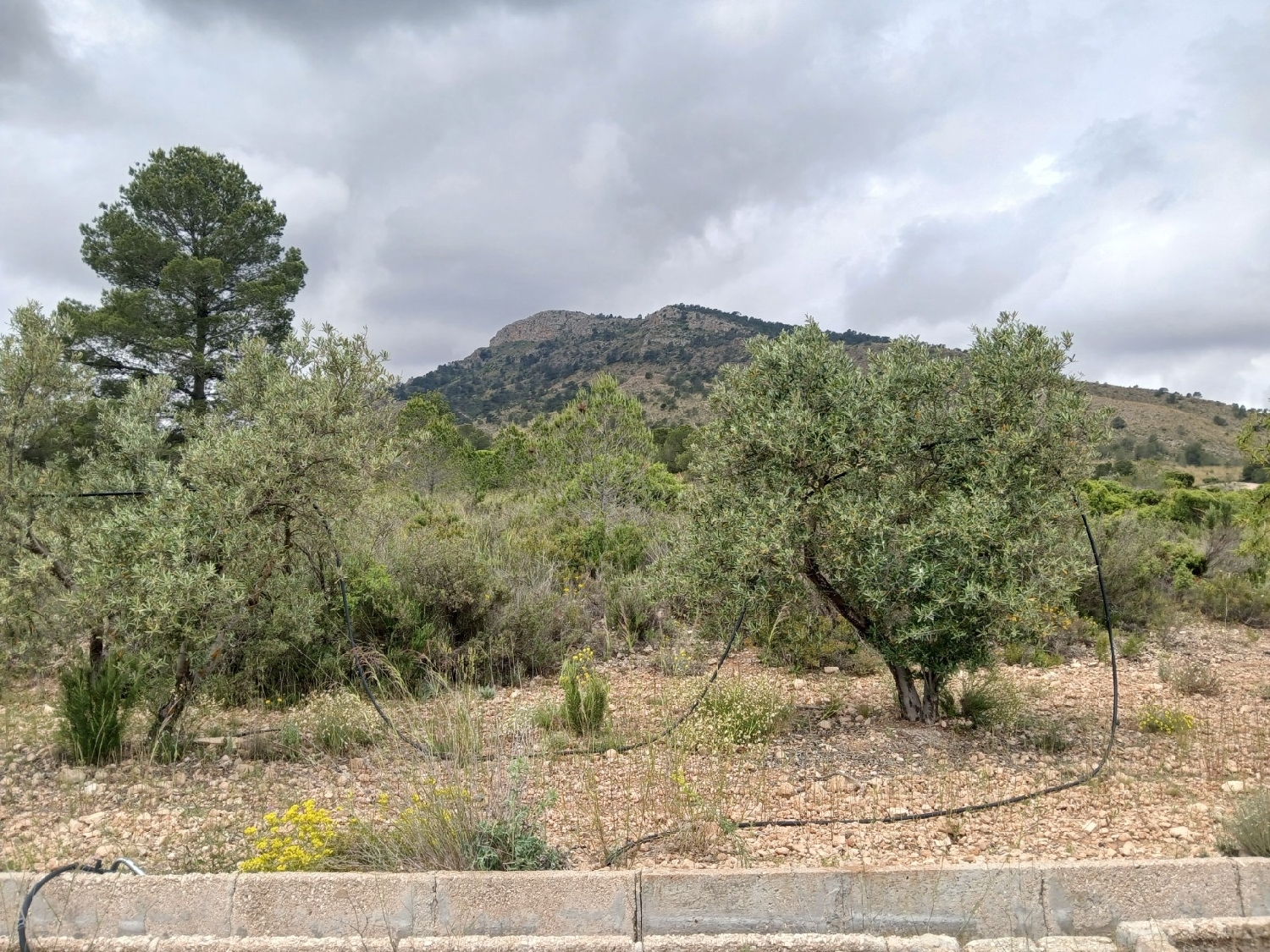  for sale country house Yecla Altiplano 3