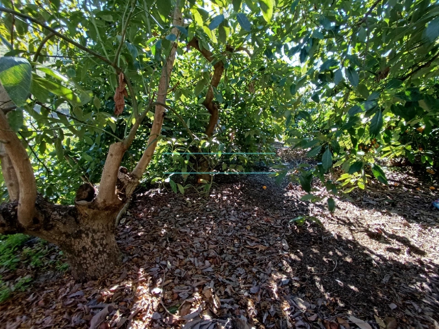  till salu hus Canillas De Aceituno Axarquía 7