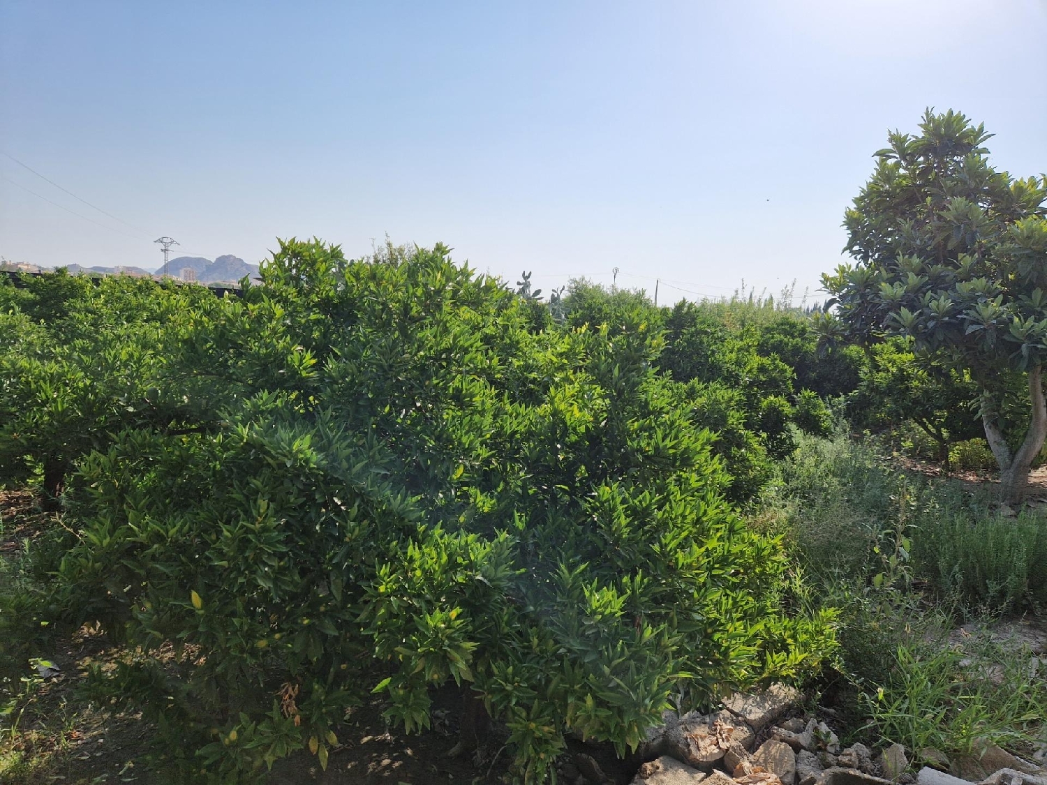  till salu tomt Archena Valle De Ricote 8