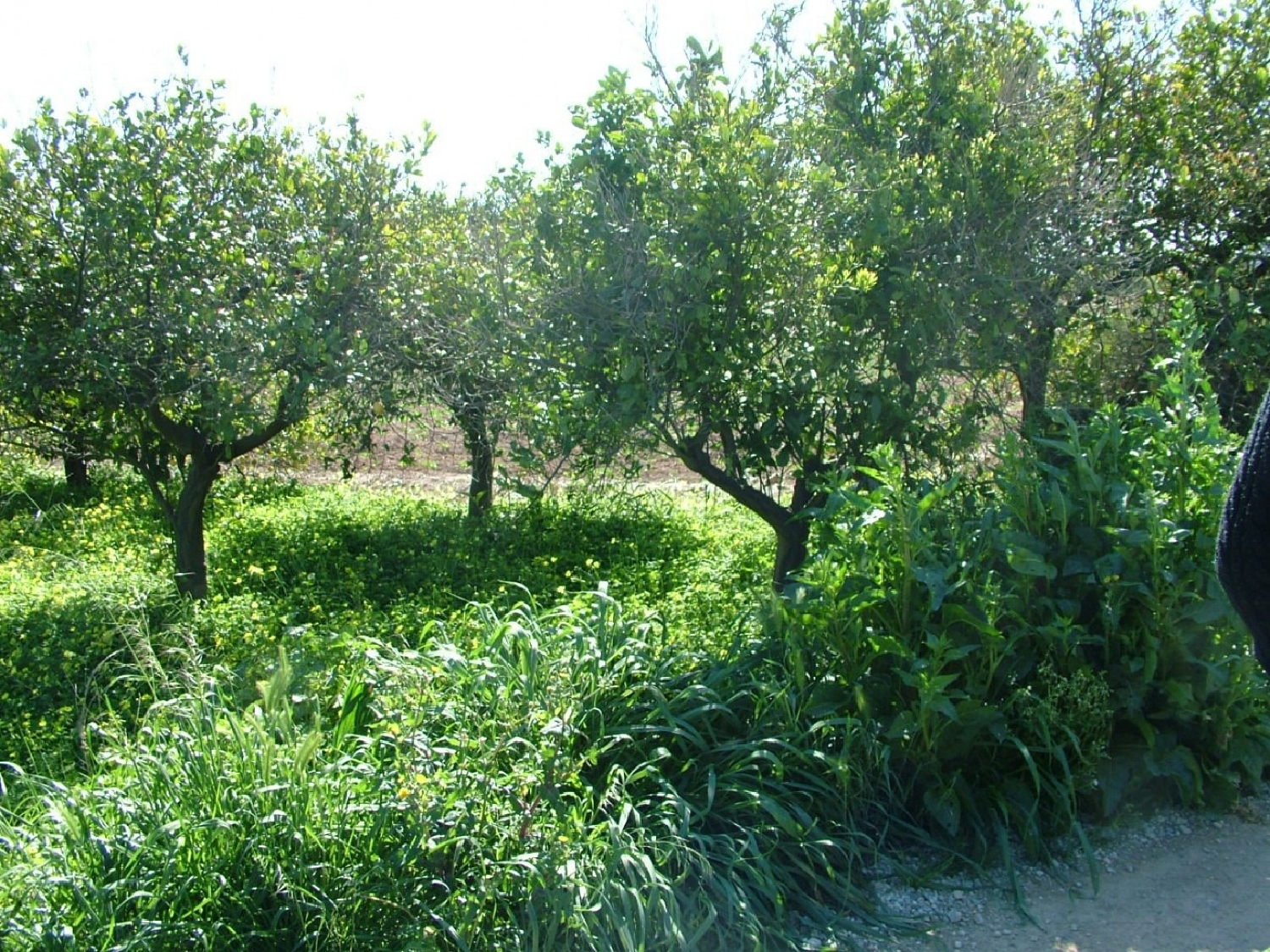 for sale plot Orihuela Baix Segura 3