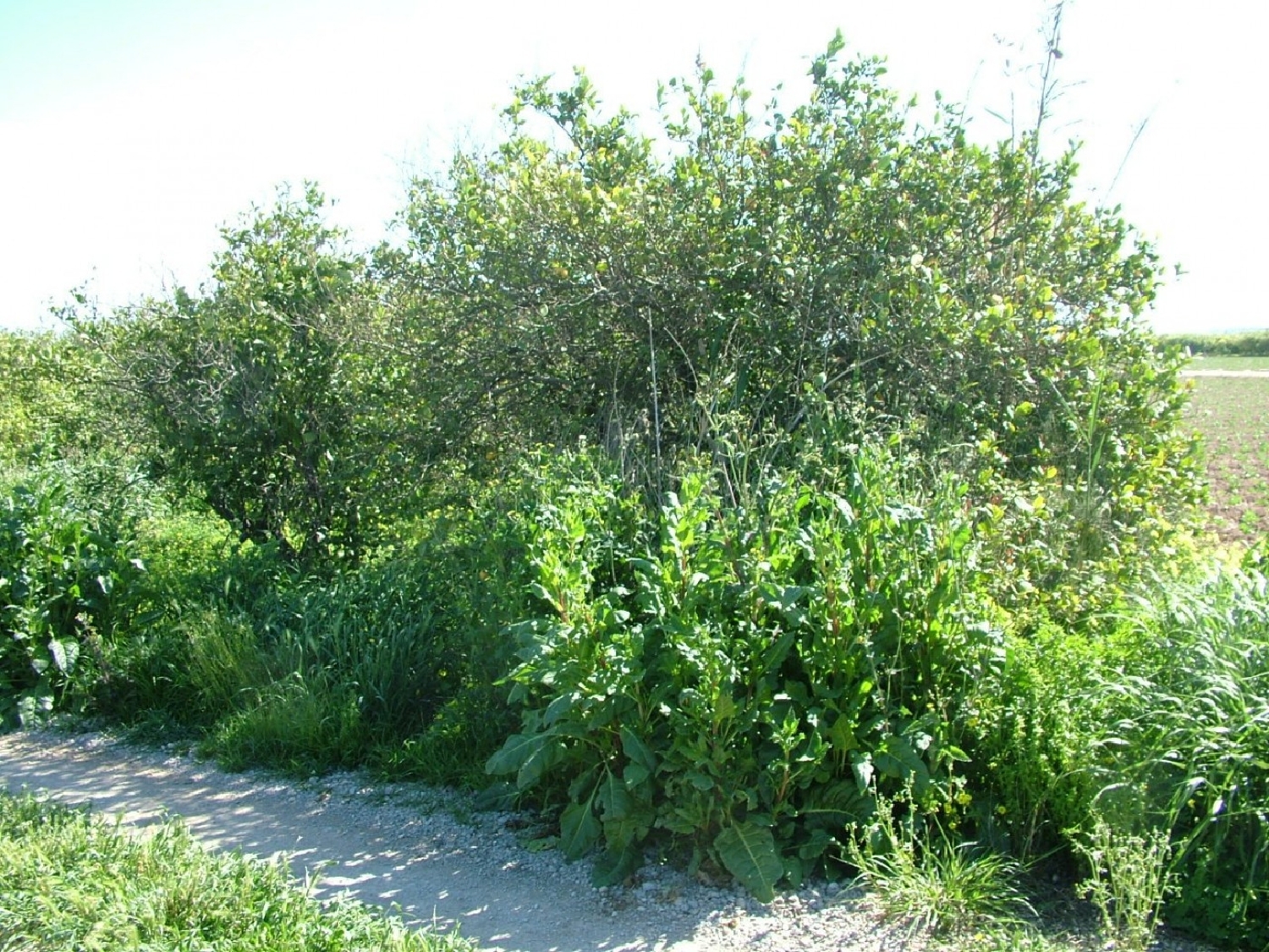 for sale plot Orihuela Baix Segura 2