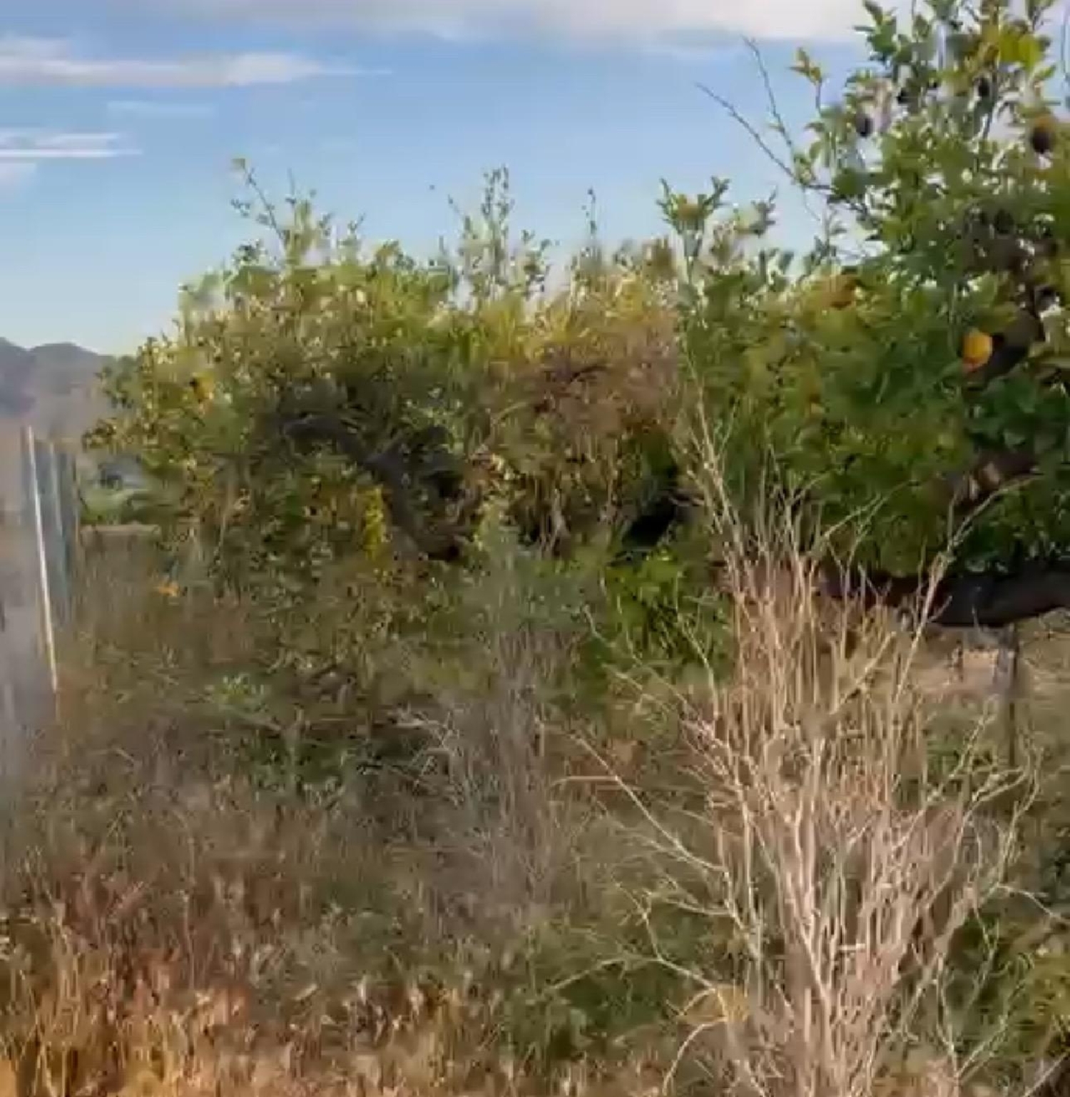  for sale plot Orihuela Baix Segura 5