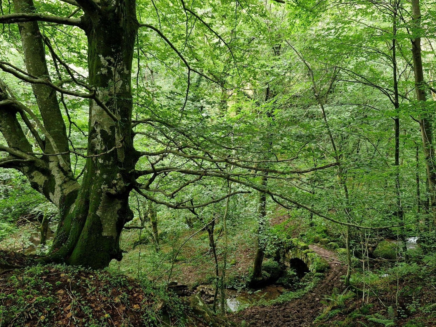  kaufen Grundstück Selaya Valles Pasiegos 1