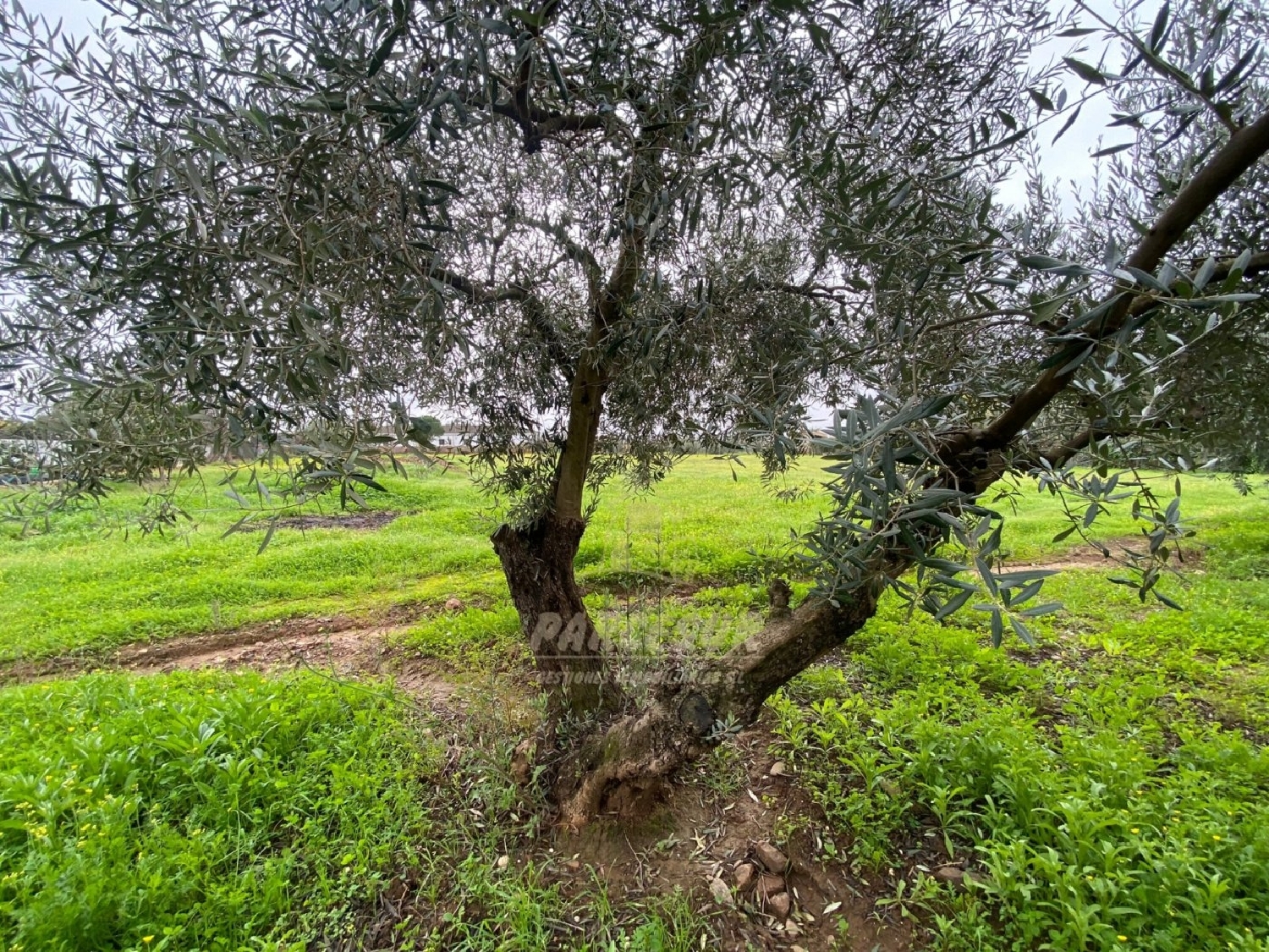  for sale plot Villafranca De Córdoba Alto Guadalquivir 7