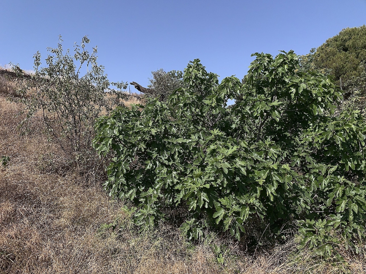  te koop rijtjeshuis Casas Del Señor Vinalopó Mitjà 29