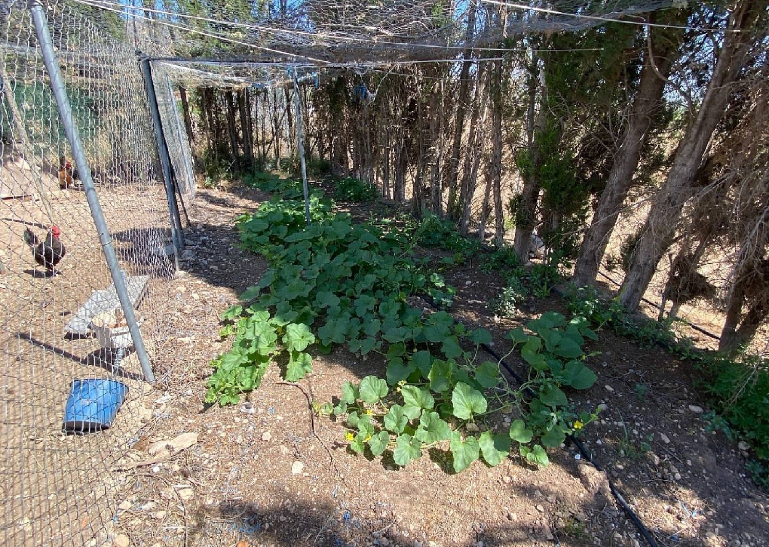  te koop villa Salinas Alt Vinalopó 9