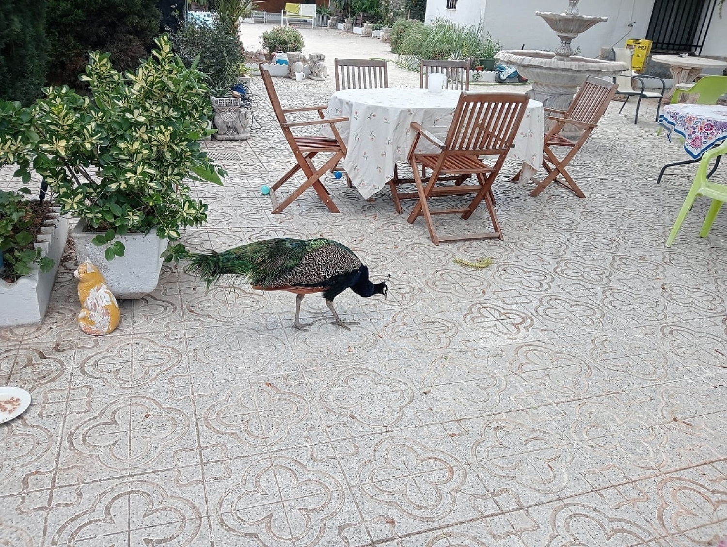  till salu villa Sax Alt Vinalopó 15