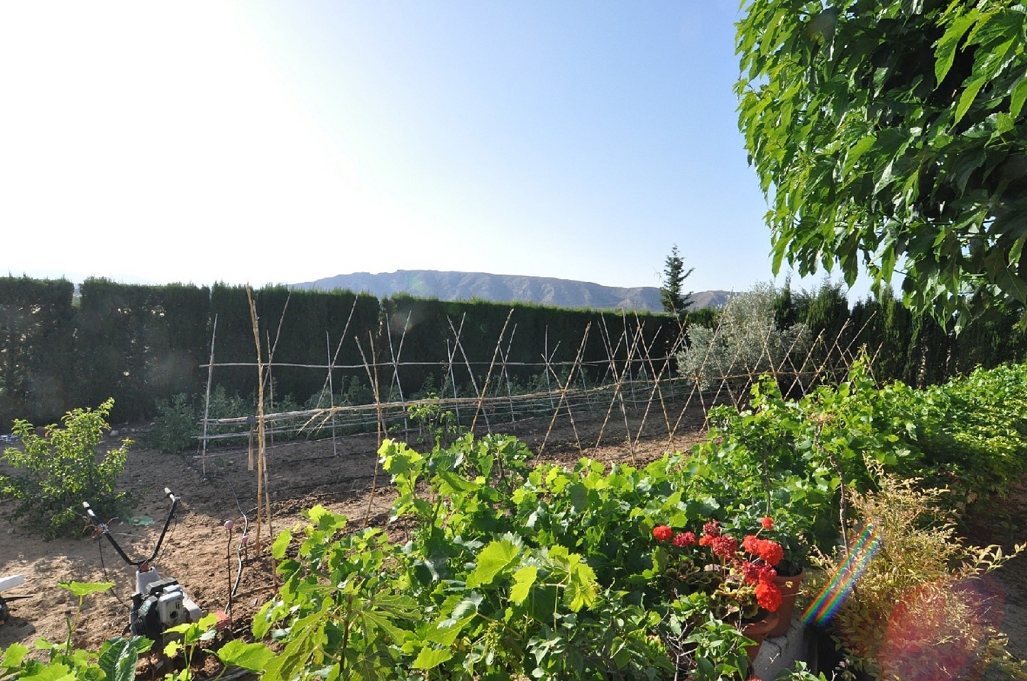  te koop villa Villena Alt Vinalopó 13