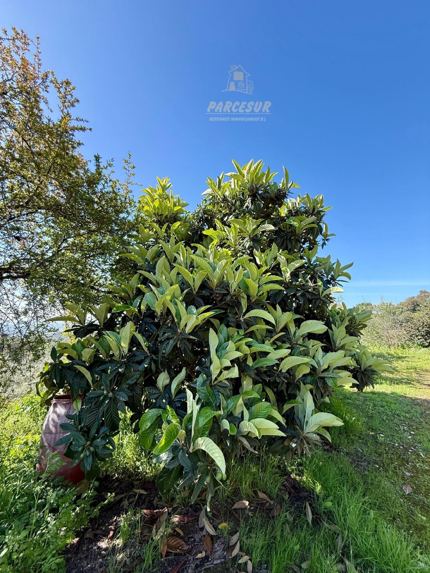  en venta finca rústica Almodóvar Del Río Valle Medio Del Guadalquivir 4