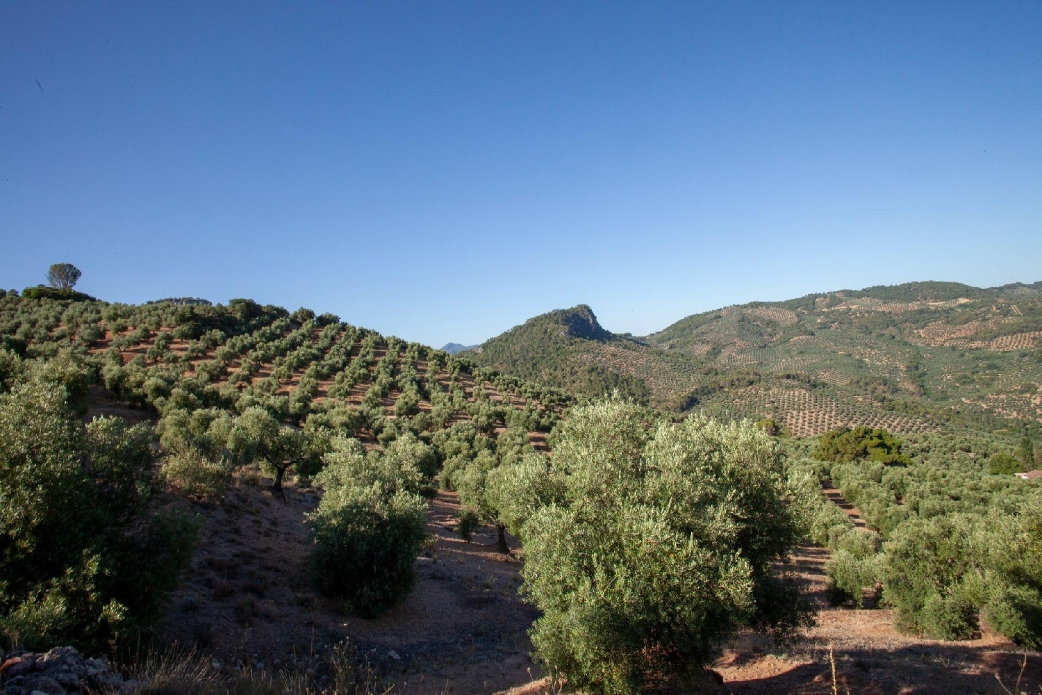  kaufen Landhaus Beas De Segura Sierra De Segura 4