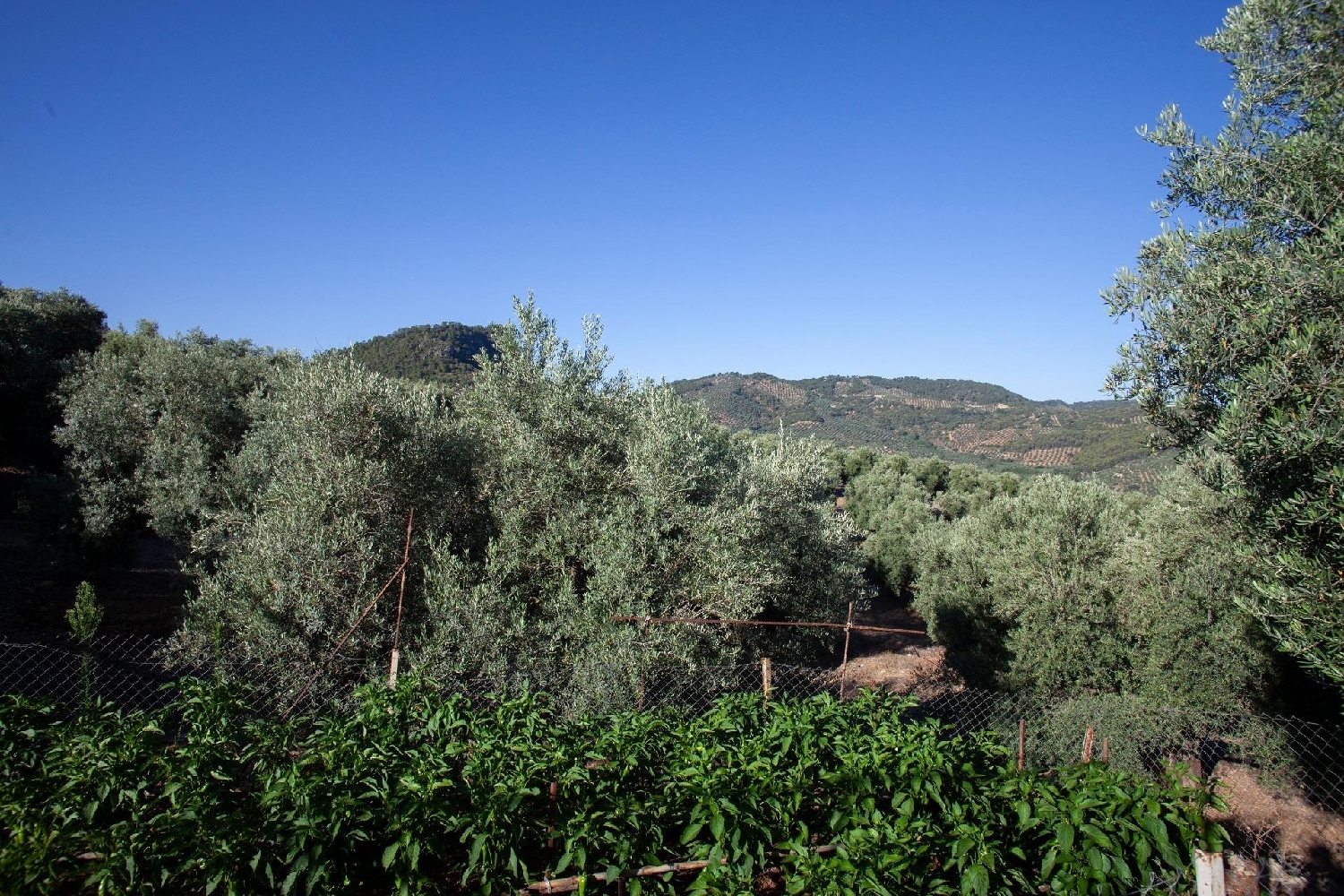  kaufen Landhaus Beas De Segura Sierra De Segura 6