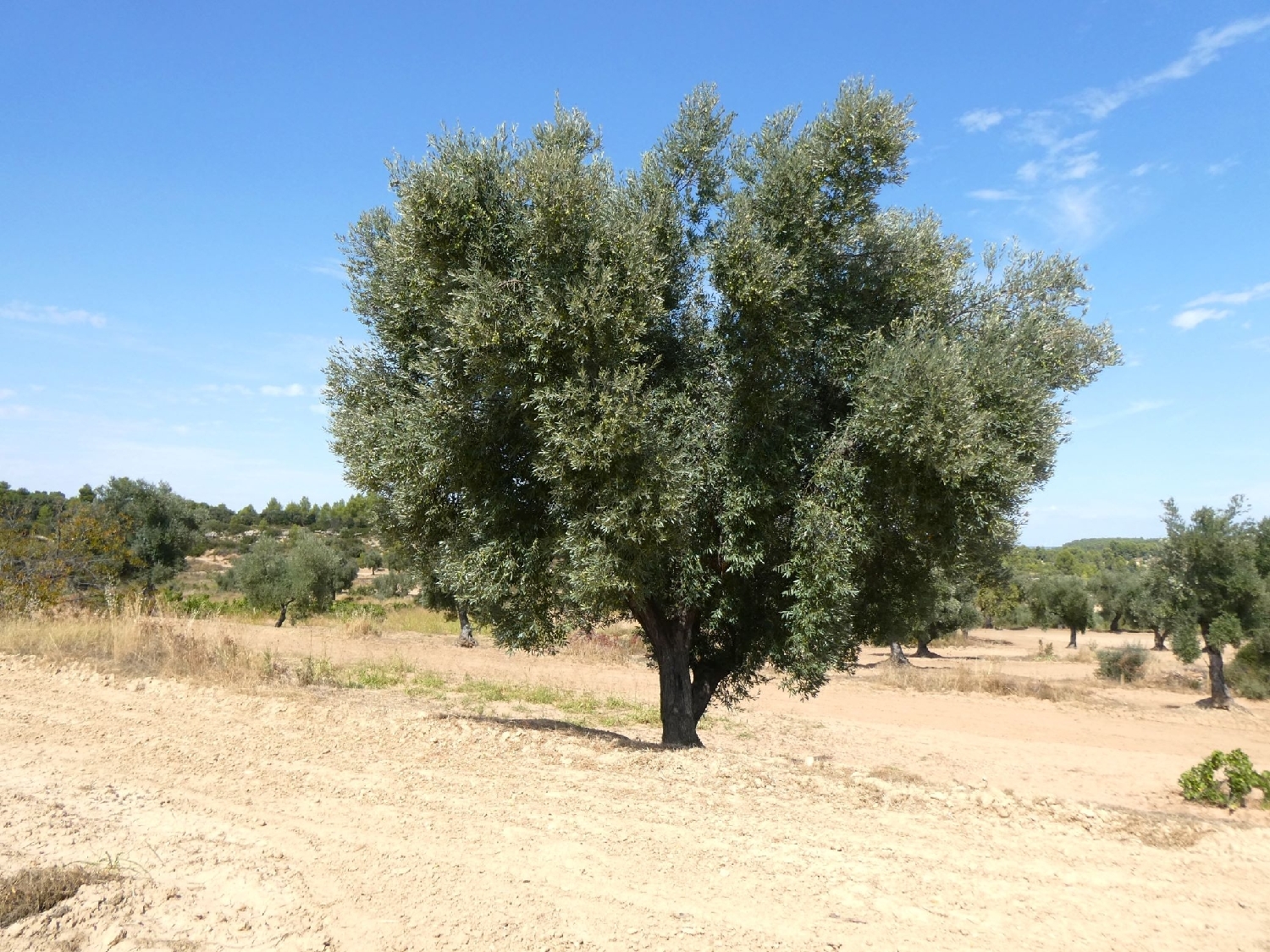  for sale country house Calaceite Matarraña 10