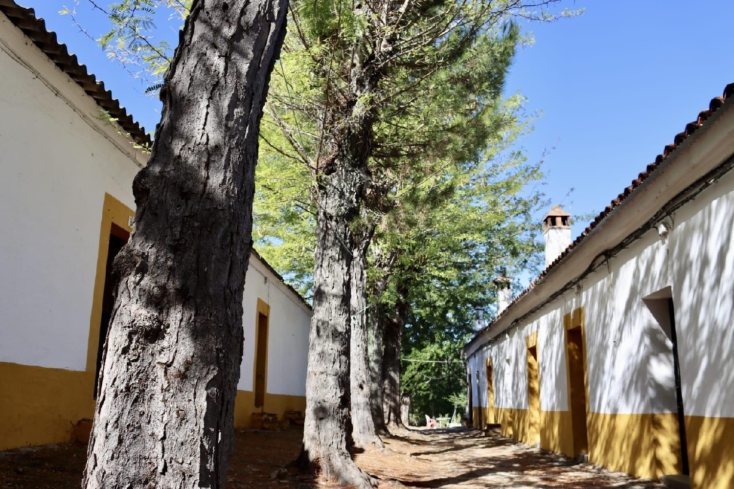  en venta finca rústica Cortegana Tierra De Barros 4