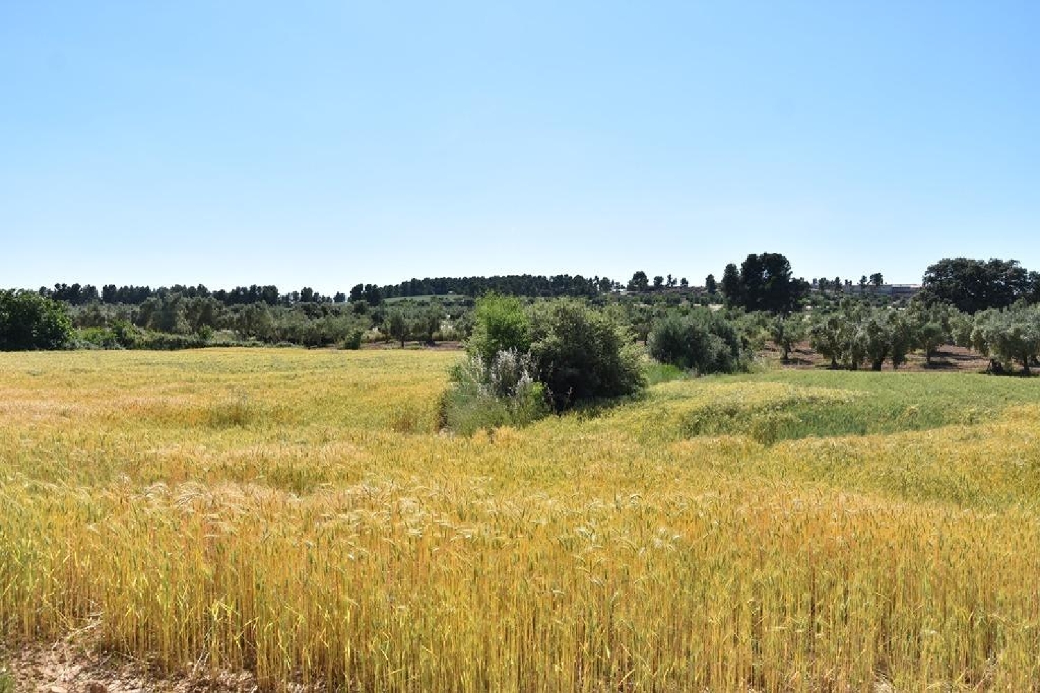  en venta finca rústica Cretas Matarraña 1