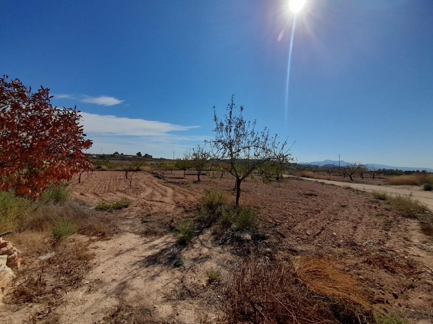  en venta finca rústica Jumilla Altiplano 2
