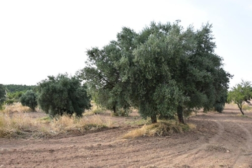 La Fresneda Matarraña country house foto 6300335