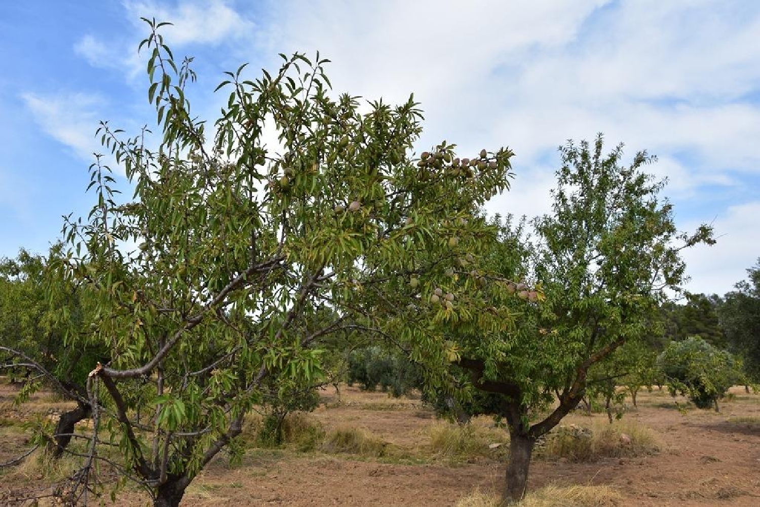  for sale country house La Fresneda Matarraña 7
