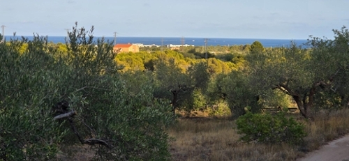L''ametlla De Mar Baix Ebre maison de campagne foto 6299231