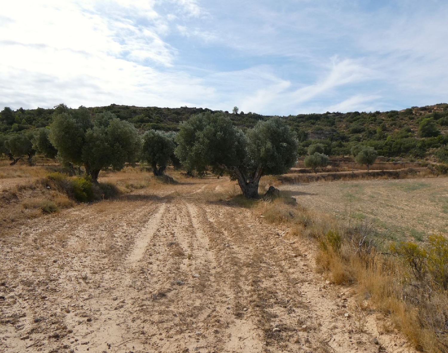 te koop boerderij Maella Bajo Aragón-Caspe 5