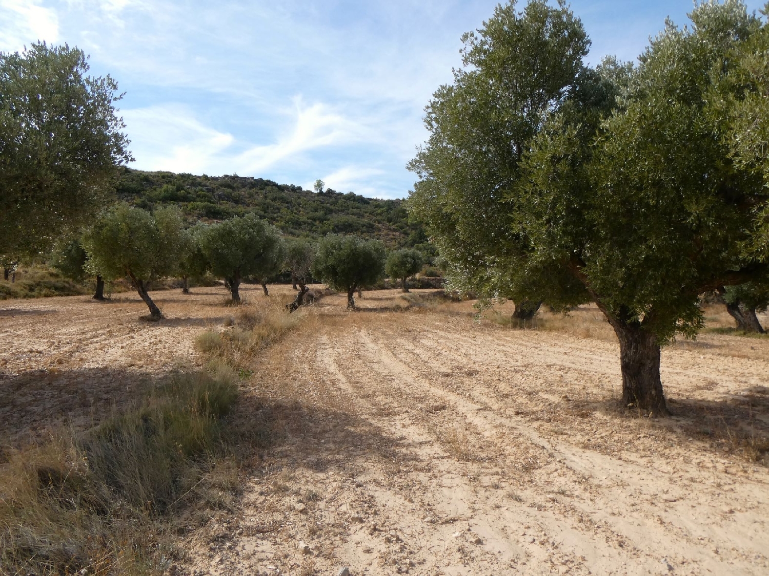  te koop boerderij Maella Bajo Aragón-Caspe 6