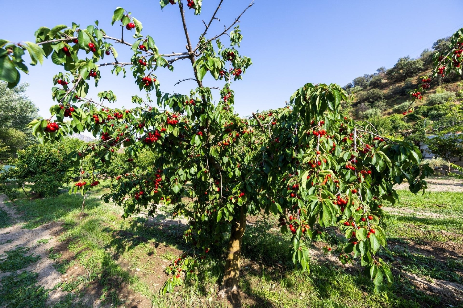  te koop huis Pinos Genil Vega De Granada 1