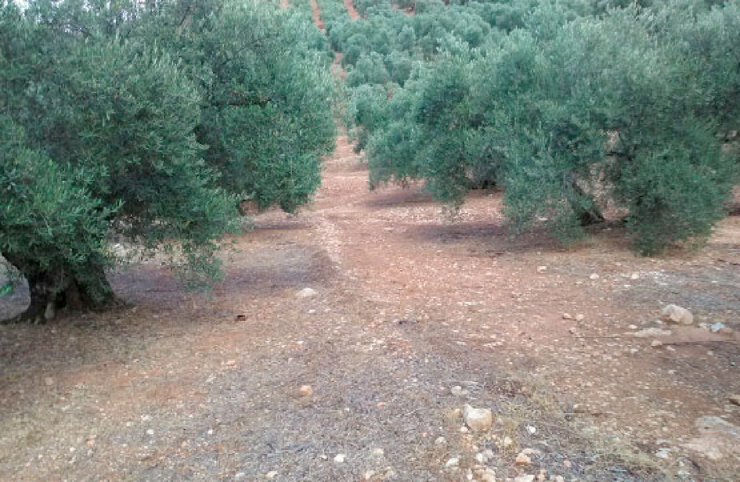  till salu tomt Arroyo Del Ojanco Sierra De Segura 3