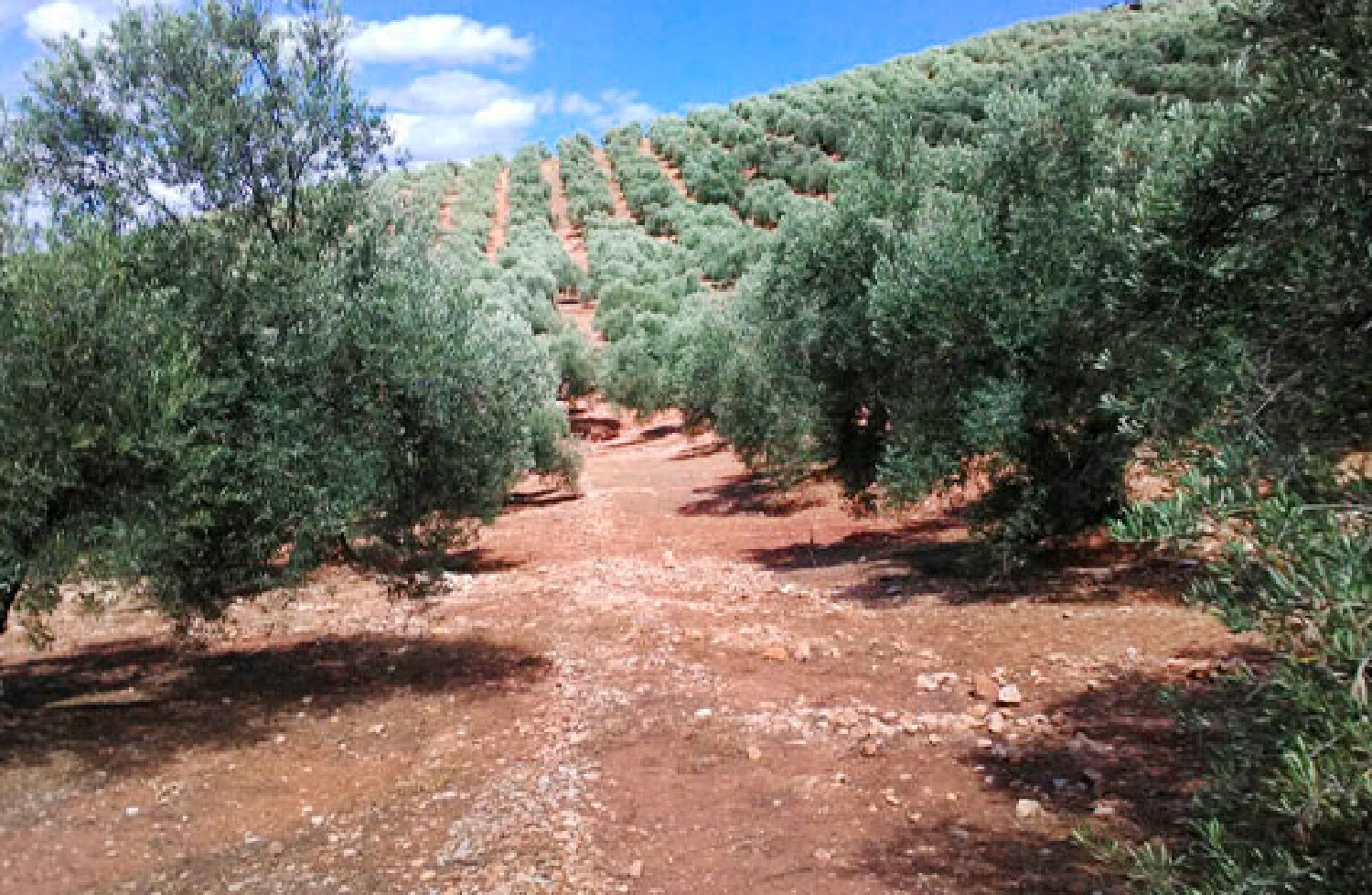  till salu tomt Arroyo Del Ojanco Sierra De Segura 1