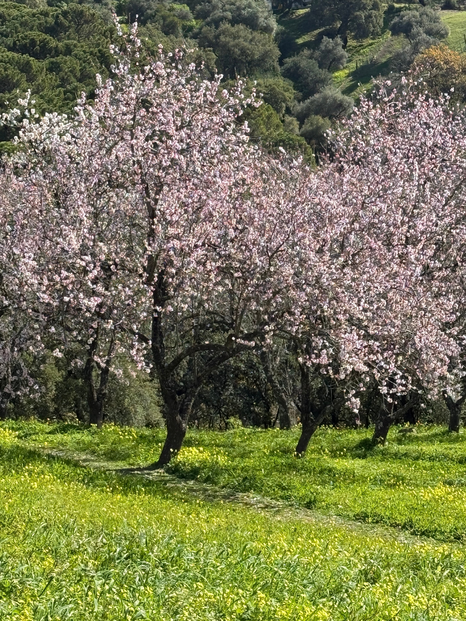  till salu tomt Casares Costa Del Sol Occidental 4