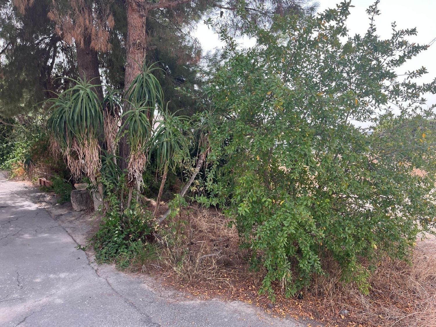  for sale plot Castrillo De Murcia Odra-Pisuerga 6