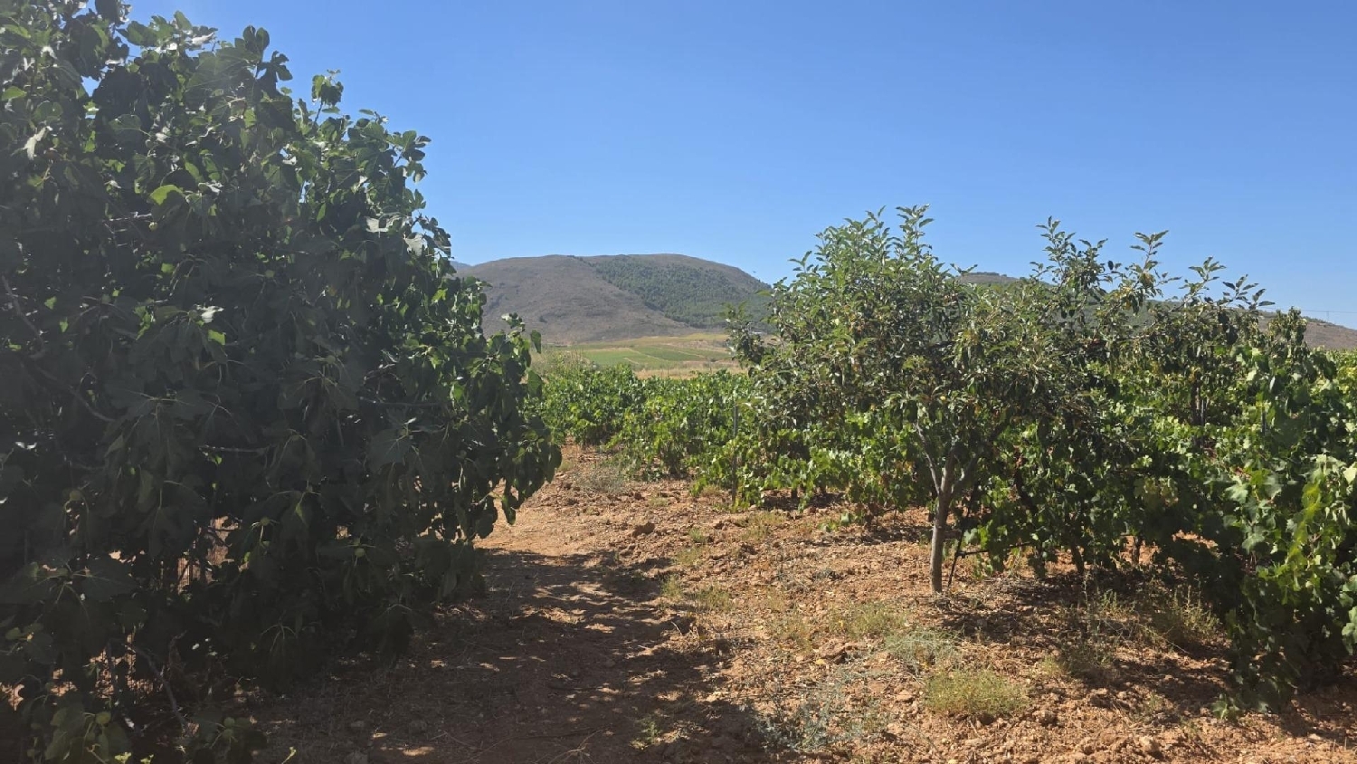 te koop perceel Láujar De Andarax Alpujarra Almeriense 2