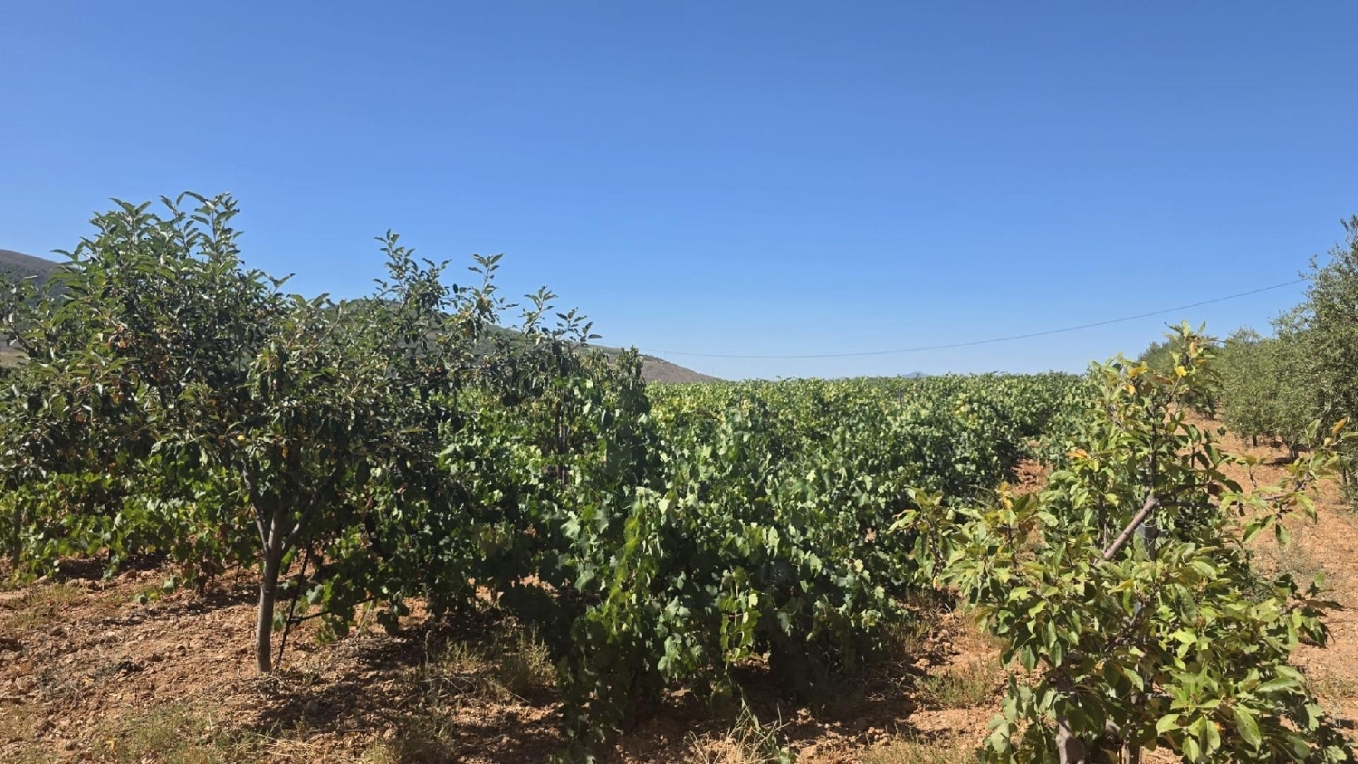  te koop perceel Láujar De Andarax Alpujarra Almeriense 1