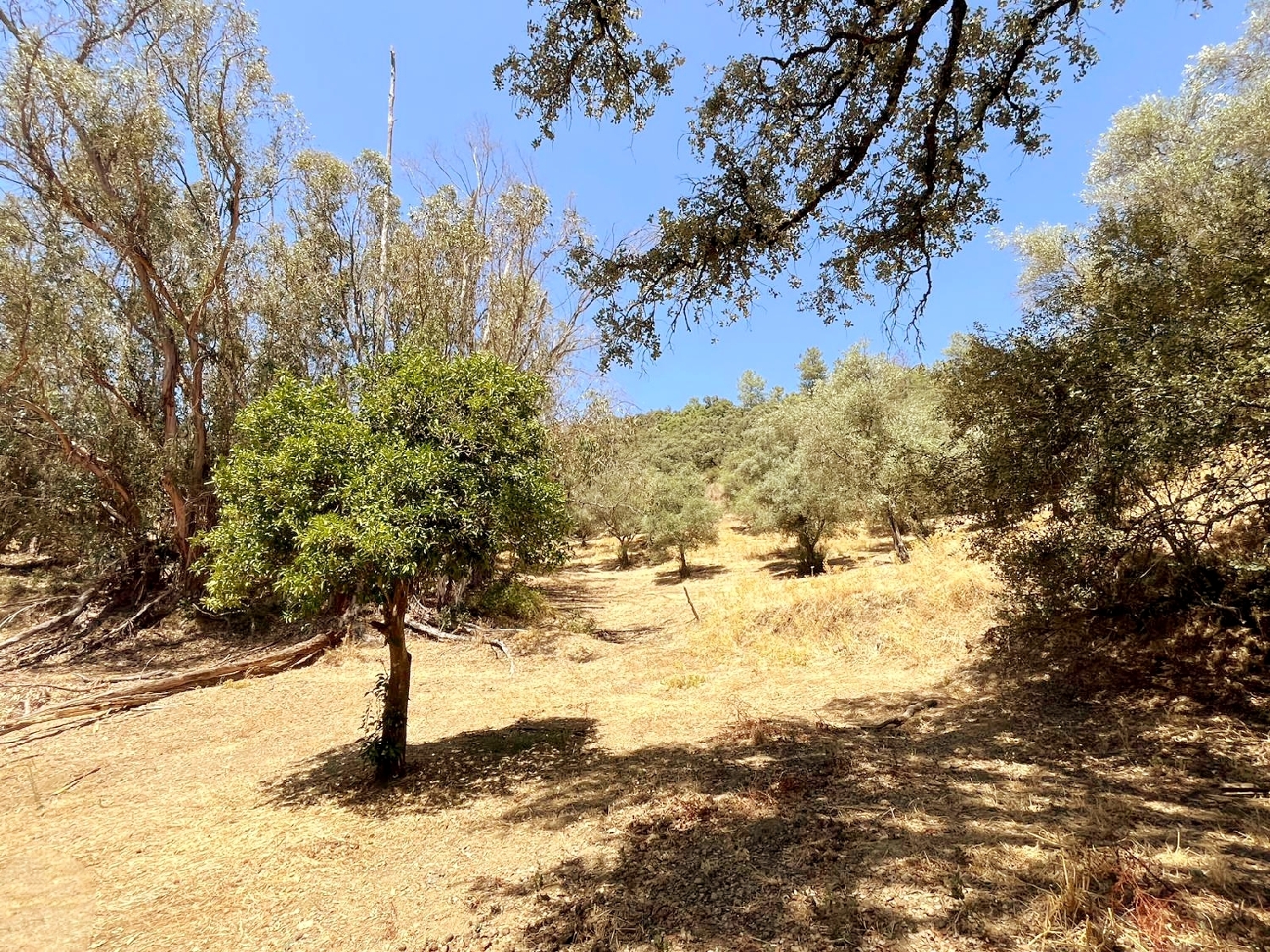  te koop perceel Linares De La Sierra Sierra De Huelva 6