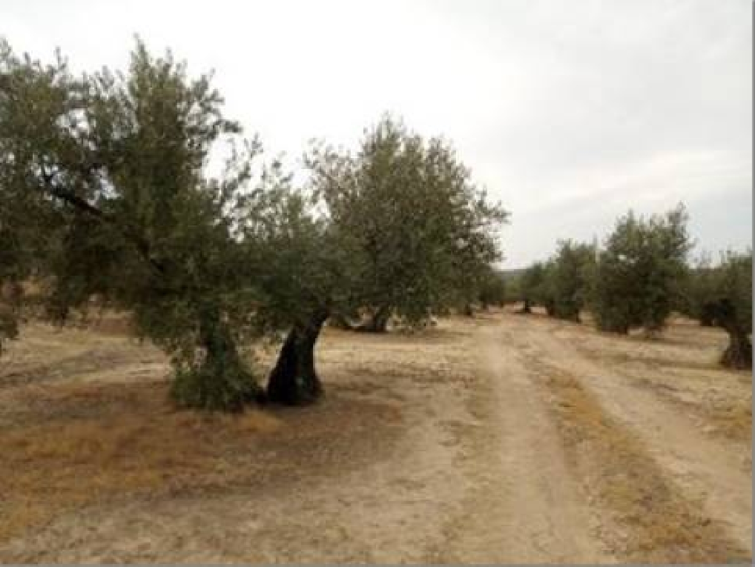  till salu tomt Lopera Campiña De Jaén 2