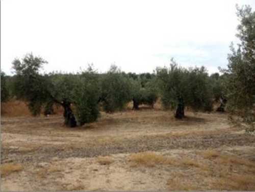 Lopera Campiña De Jaén tomt foto 6296752