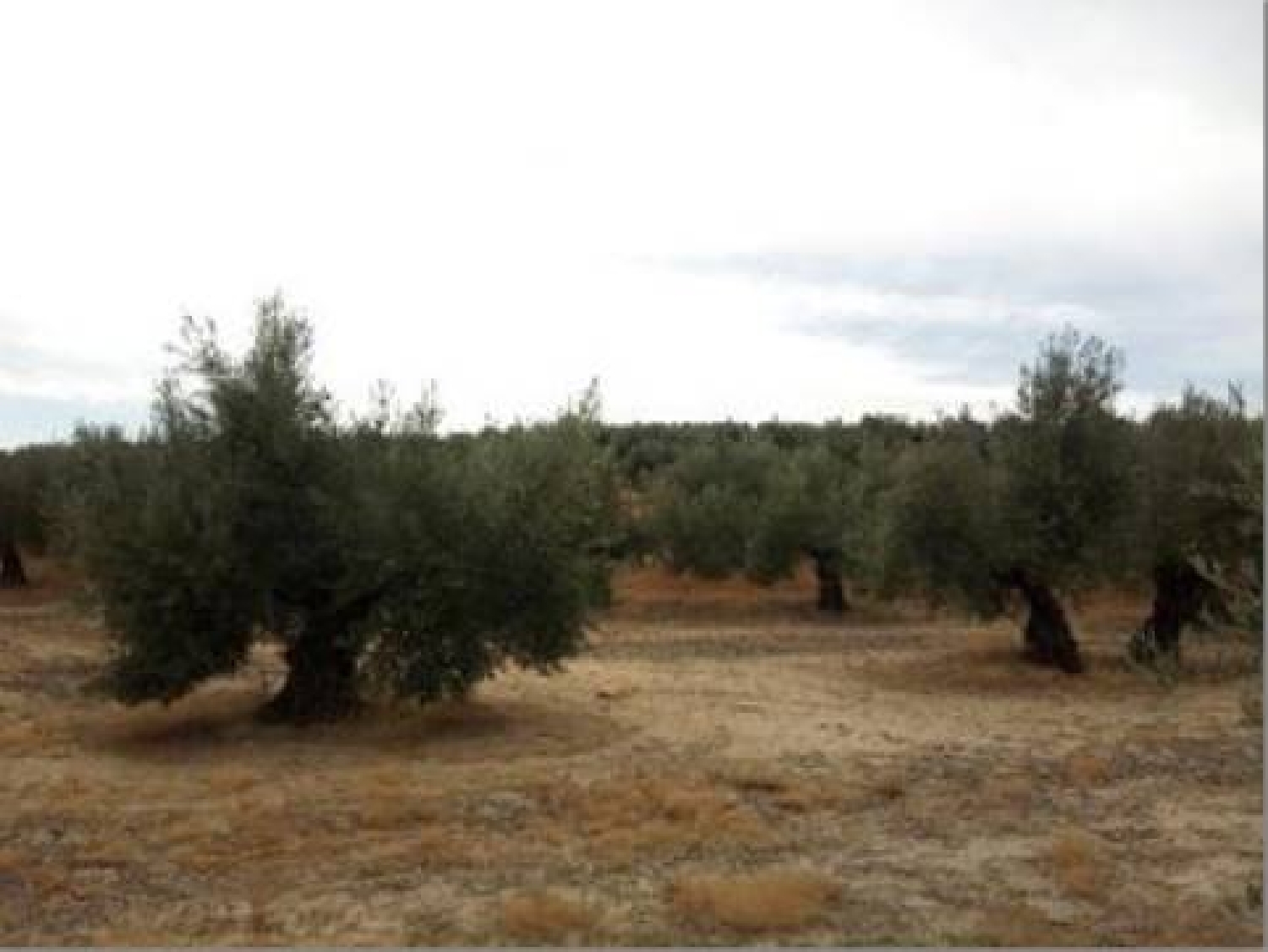  till salu tomt Lopera Campiña De Jaén 3