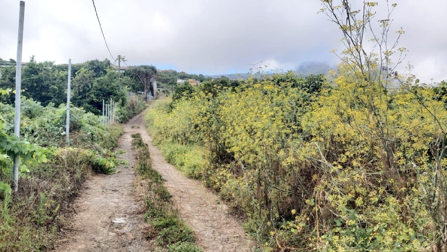  for sale plot Los Realejos Zona Norte 5
