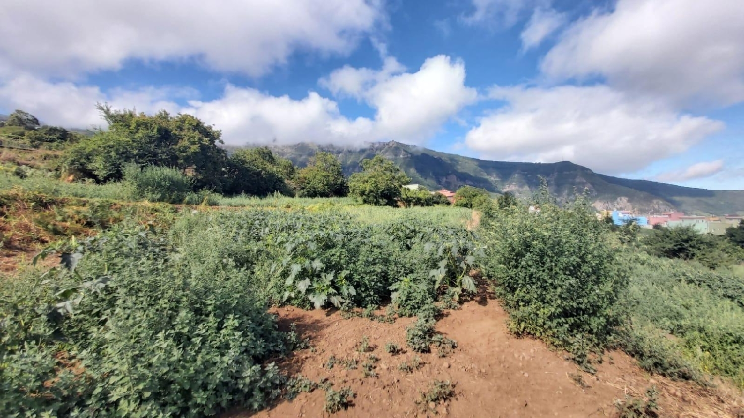  for sale plot Los Realejos Zona Norte 1