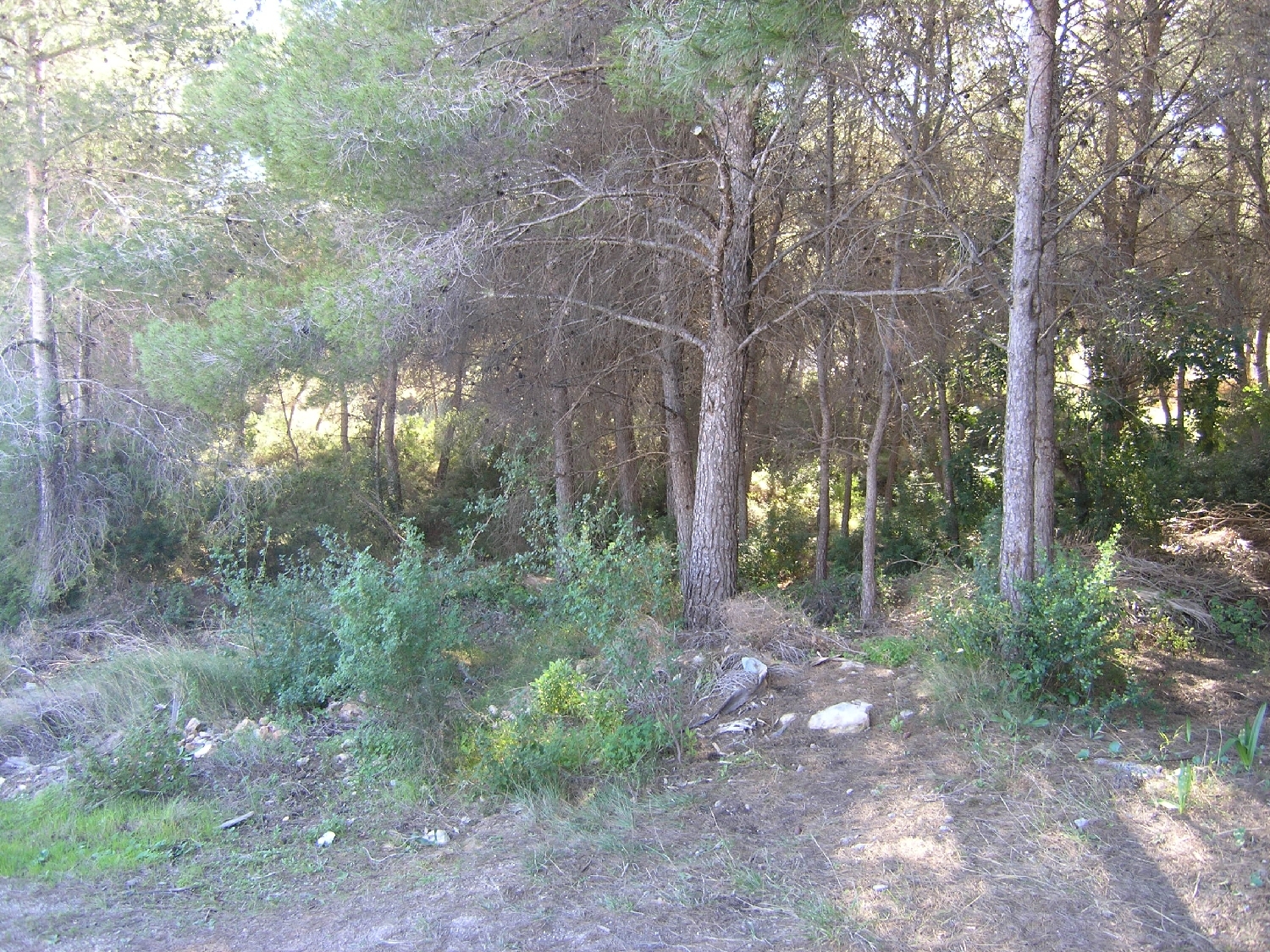  à vendre terrain Moraira Marina Alta 9